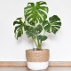 Monstera deliciosa THAI CONSTELLATION - biało zielona