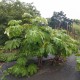 Tetrapanax papyrifer DRZEWO PAPIEROWE - drzewo papieru ryżowego