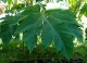 Tetrapanax papyrifer DRZEWO PAPIEROWE - drzewo papieru ryżowego