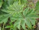 Tetrapanax papyrifer DRZEWO PAPIEROWE - drzewo papieru ryżowego