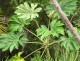Tetrapanax papyrifer DRZEWO PAPIEROWE - drzewo papieru ryżowego