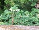 Tetrapanax papyrifer DRZEWO PAPIEROWE - drzewo papieru ryżowego