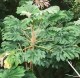 Tetrapanax papyrifer DRZEWO PAPIEROWE - drzewo papieru ryżowego