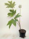 Tetrapanax papyrifer DRZEWO PAPIEROWE - drzewo papieru ryżowego