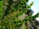 Akacja AUSTRALIJSKA ozdobna drzewo sadzonki - zimozielona acacia pravissima