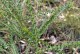 Akacja AUSTRALIJSKA ozdobna drzewo sadzonki - zimozielona acacia pravissima
