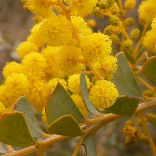 Akacja AUSTRALIJSKA ozdobna drzewo sadzonki - zimozielona acacia pravissima