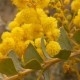 Akacja AUSTRALIJSKA ozdobna drzewo sadzonki - zimozielona acacia pravissima