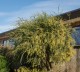 Akacja AUSTRALIJSKA ozdobna drzewo sadzonki - zimozielona acacia pravissima