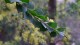 Akacja AUSTRALIJSKA ozdobna drzewo sadzonki - zimozielona acacia pravissima