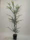 Akacja AUSTRALIJSKA ozdobna drzewo sadzonki - zimozielona acacia pravissima