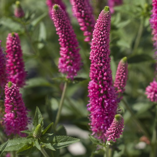 Przetacznik długolistny FIRST LOVE - różowy sadzonki