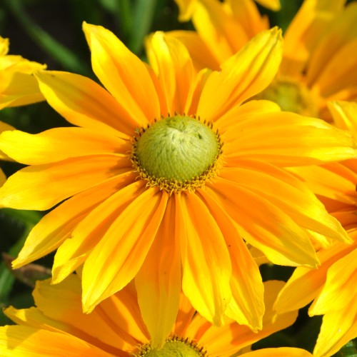 Rudbekia wieloletnia rudbeckia SmileyZ LEMON - sadzonki