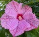 Hibiskus bagienny, bylinowy, błotny ROYAL GEMS - sadzonka