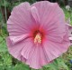 Hibiskus bagienny, bylinowy, błotny ROYAL GEMS - sadzonka
