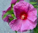 Hibiskus bagienny, bylinowy, błotny ROYAL GEMS - sadzonka