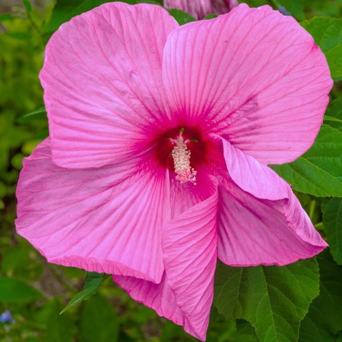 Hibiskus bagienny, bylinowy, błotny ROYAL GEMS - sadzonka