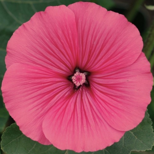 Hibiskus bagienny, bylinowy, błotny CAROUSEL PINK PASSION - sadzonka