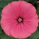 Hibiskus bagienny, bylinowy, błotny CAROUSEL PINK PASSION - sadzonka