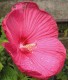 Hibiskus bagienny, bylinowy, błotny CAROUSEL PINK PASSION - sadzonka