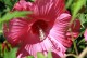 Hibiskus bagienny, bylinowy, błotny CAROUSEL PINK PASSION - sadzonka
