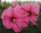 Hibiskus bagienny, bylinowy, błotny CAROUSEL PINK PASSION - sadzonka