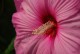 Hibiskus bagienny, bylinowy, błotny CAROUSEL PINK PASSION - sadzonka