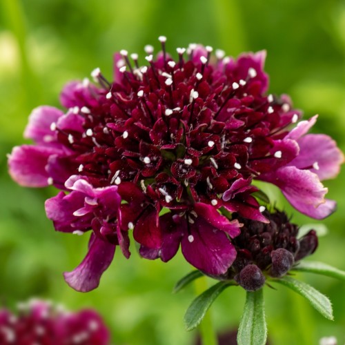 Driakiew gołębia BAROCCA - purpurowa