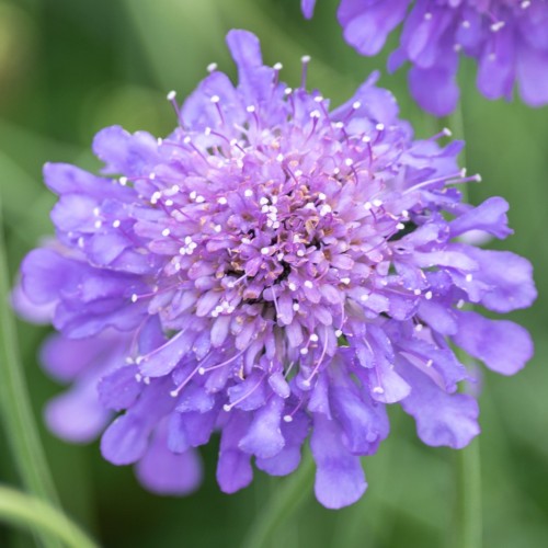 Driakiew gołębia BUTTERFLY BLUE - niebieskie kwiaty ogrodowe