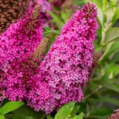 Budleja miniaturowa, karłowa, różowa Butterfly Candy Little CERISE