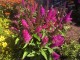 Budleja miniaturowa Butterfly Candy Little CERISE - sadzonka 1,5 l