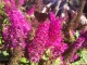 Budleja miniaturowa Butterfly Candy Little CERISE - sadzonka 1,5 l