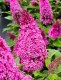 Budleja miniaturowa Butterfly Candy Little CERISE - sadzonka 1,5 l
