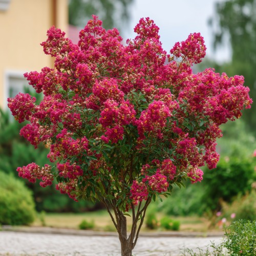 Lagerstroemia indyjska PETITE RED sadzonki - najdłużej kwitnący krzew