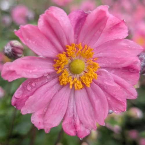 Zawilec japoński anemon PRETTY LADY EMILY jesienny - sadzonki