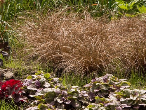 Turzyca MILK CHOCOLATE Petriego- czekoladowa delikatność