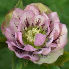 Ciemiernik wschodni DOUBLE ELLEN SPOTTED PINK - różowy w kropki