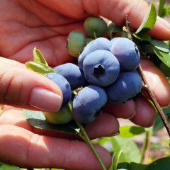 Borówka DARROW amerykańska, wysoka - sadzonki 2, 3 letnie