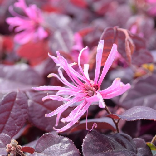 Loropetalum chinense FIRE DANCE - zimozielony