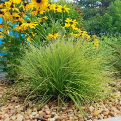 Turzyca pagórkowa RAUREIF- dwukolorowa, malutka i zwiewna