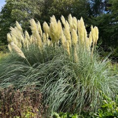 Trawa pampasowa GREEN GOBLIN niska - sadzonki kortaderia