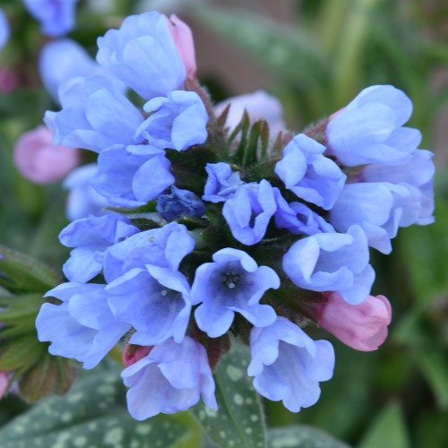 Miodunka plamista TWINKLE TOE - pulmonaria