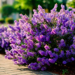 Lagerstroemia indyjska VIOLET FILLI sadzonki - najdłużej kwitnący krzew