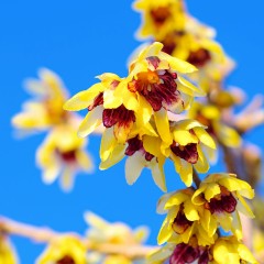 Zimokwiat WCZESNY - sadzonki