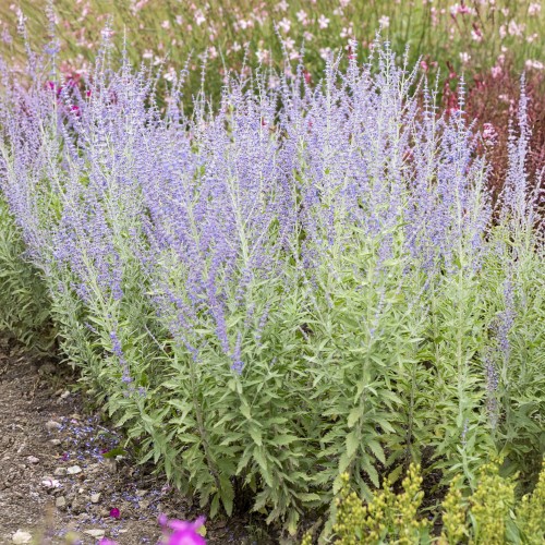 Perowskia łobodolistna ZASHA sadzonki - rosyjska lawenda