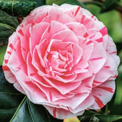 Kamelia japońska WILLIAM BARTLETT - Camellia różowy kwiat