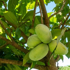ASYMINA trójklapowa, urodlin trójłatkowy sadzonki - pawpaw