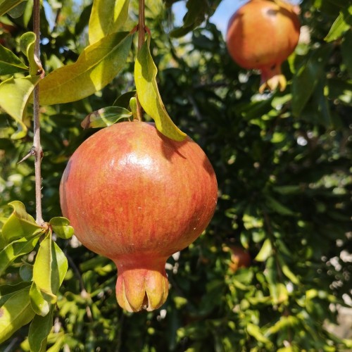 Granat WŁAŚCIWY, granatowiec - sadzonki drzewo