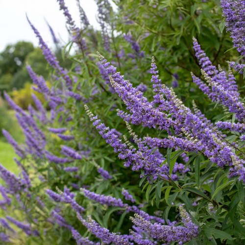 Niepokalanek MNISI, pospolity sadzonka - roślina lecznicza