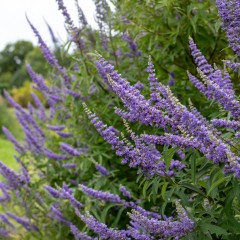 Niepokalanek MNISI, pospolity sadzonka - roślina lecznicza
